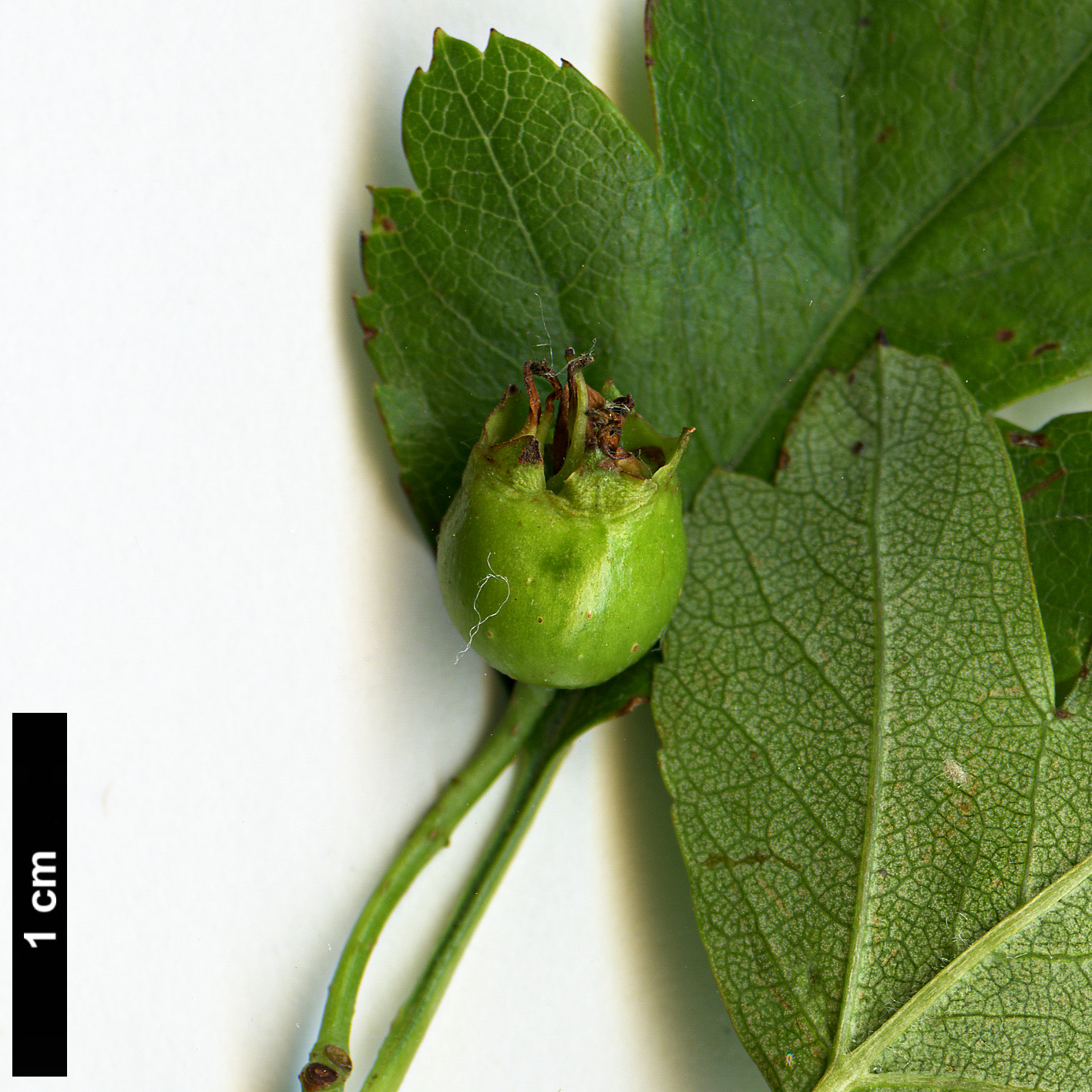 High resolution image: Family: Rosaceae - Genus: Crataegus - Taxon: ×media - SpeciesSub: 'Paul's Scarlet' (C.laevigata × C.monogyna)